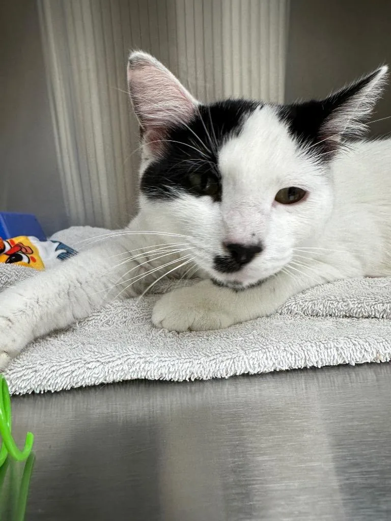 A young medium-sized male Domestic Short Hair cat named Asher for adoption in Jonesboro, AR