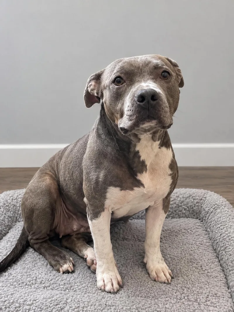 An adult medium-sized female Gray / Blue / Silver American Bully dog named Siri for adoption in Houston, TX