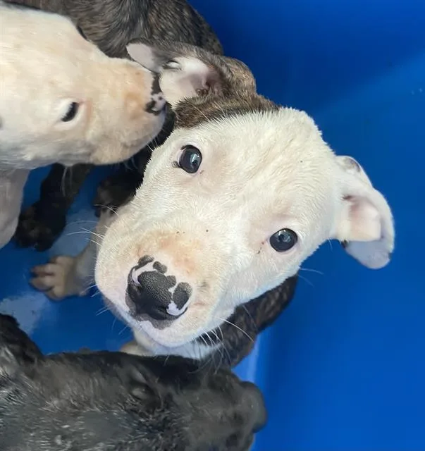 A baby large-sized female Mixed Breed dog named Luna for adoption in Dallas, TX