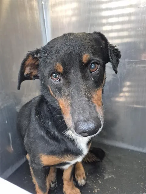 A young medium-sized male Dachshund dog named Lucas Phill for adoption in San Antonio, TX
