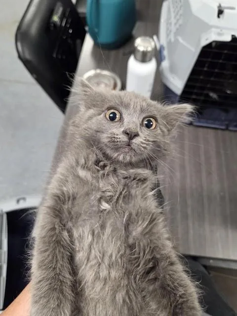 A baby small-sized female Domestic Long Hair cat named Potato Bun for adoption in Casper, WY