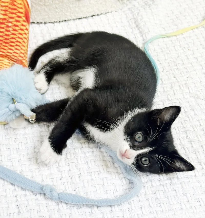 A baby medium-sized female Tuxedo cat named Maggie for adoption in Alameda, CA