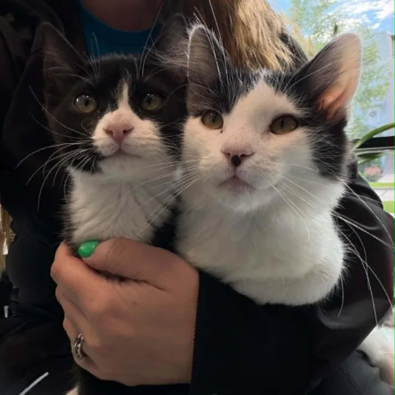 A baby small-sized male Black Domestic Short Hair cat named Charley Hoffman for adoption in Eagle Mountain, UT