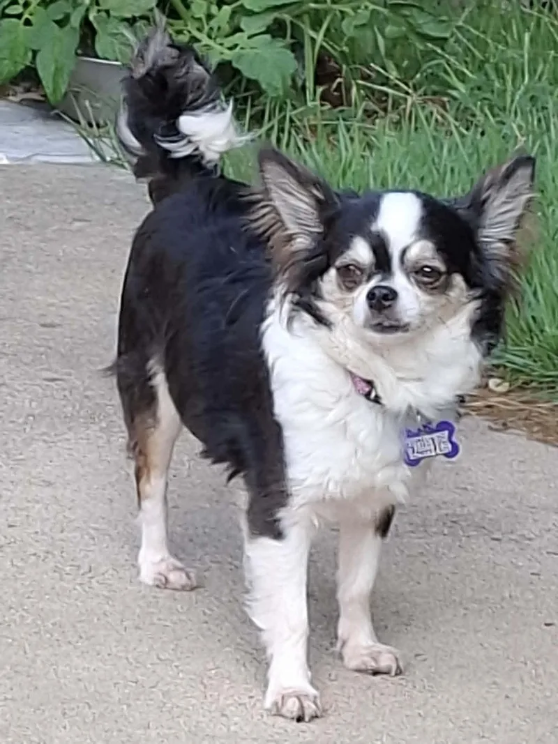 An adult small-sized female Chihuahua dog named SueBelle "Beautiful & Sassy for adoption in St. Louis, MO