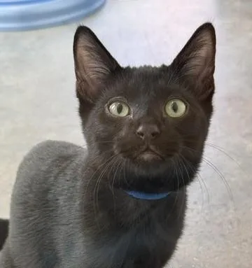 Adam