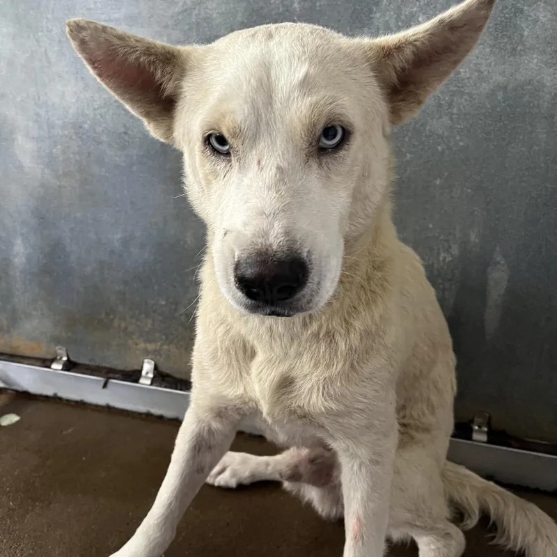 An adult medium-sized male White / Cream Shar-Pei dog named Pringle for adoption in Edinburg, TX