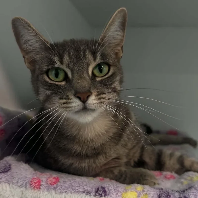 A young medium-sized female American Shorthair cat named Michi for adoption in Danbury, CT
