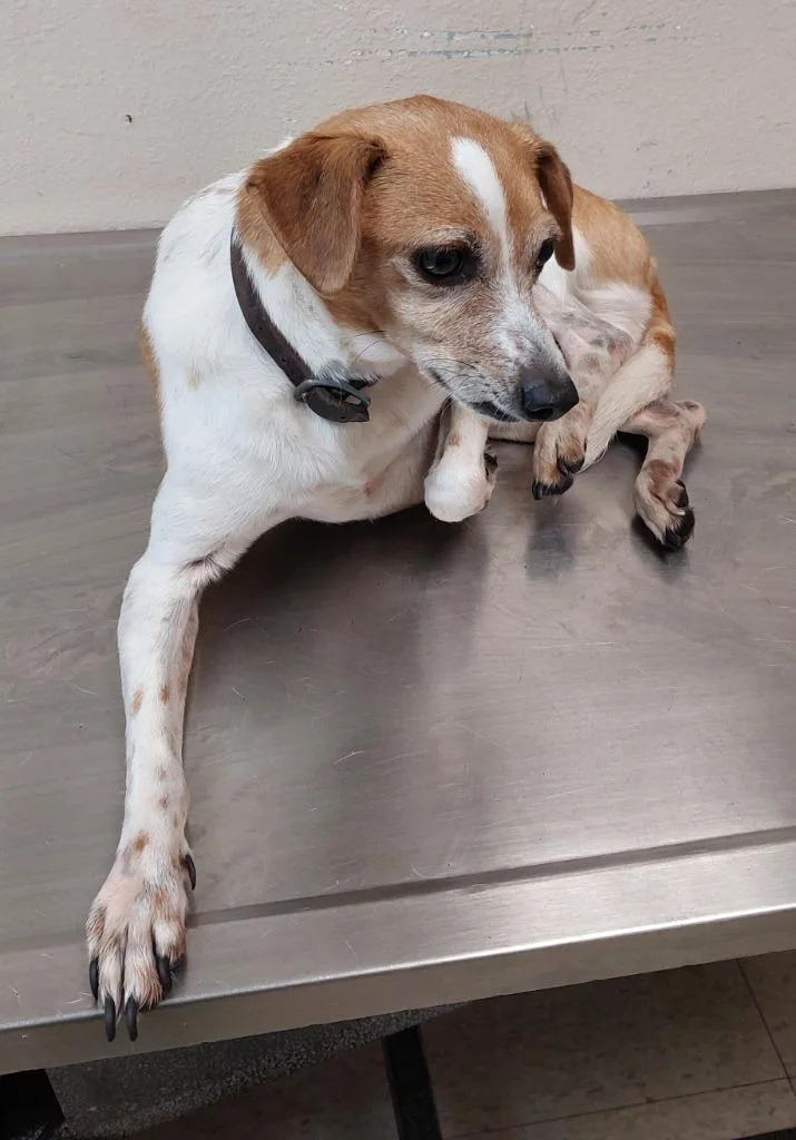 An adult small-sized male Jack Russell Terrier dog named Scooter for adoption in Mocksville, NC