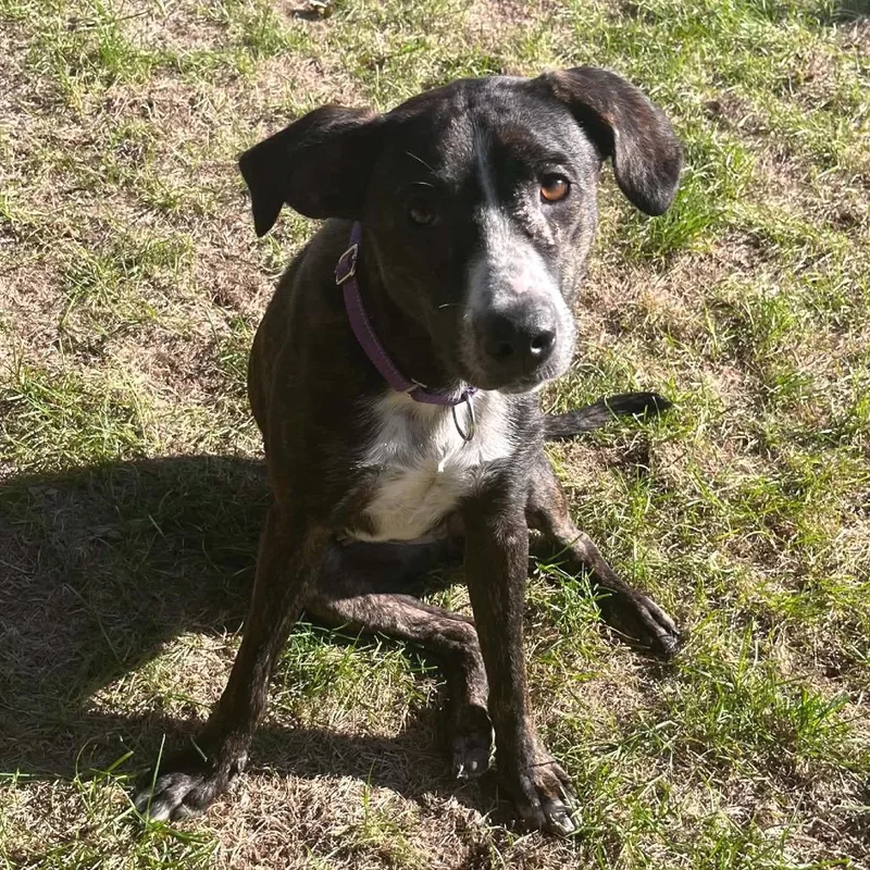 An adult medium-sized female Brindle Terrier dog named Athena for adoption in Monticello, IA
