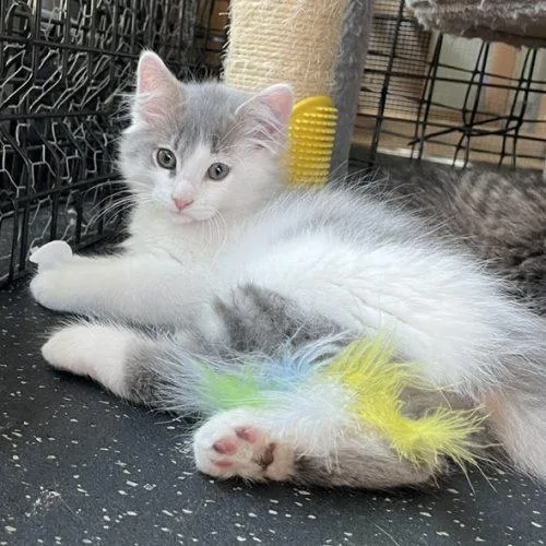 A baby small-sized male Domestic Long Hair cat named Speedy for adoption in Kenosha, WI
