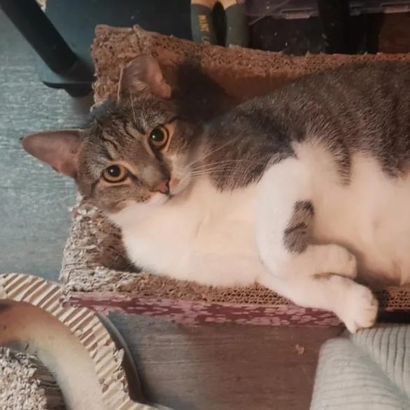 A young medium-sized male Tabby (Brown / Chocolate) Domestic Short Hair cat named Dawson for adoption in Lemoyne, PA