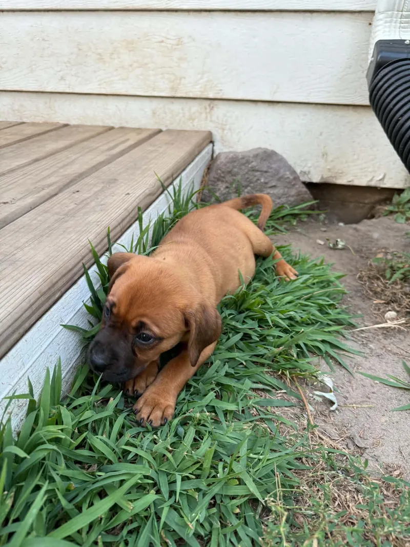 A baby medium-sized female Red / Chestnut / Orange Boxer dog named Stella for adoption in North Freedom, WI