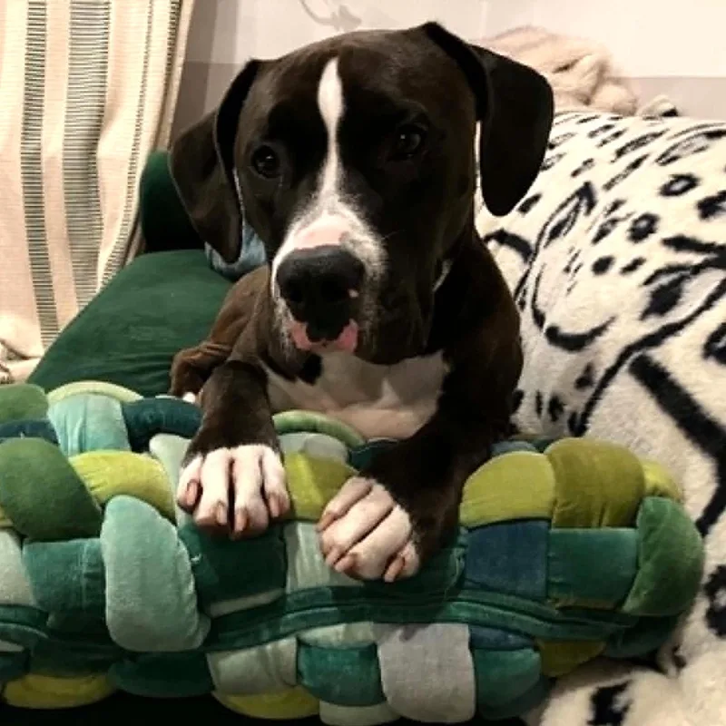 A young medium-sized male Black Boxer dog named Bianchi for adoption in Phoenixville, PA