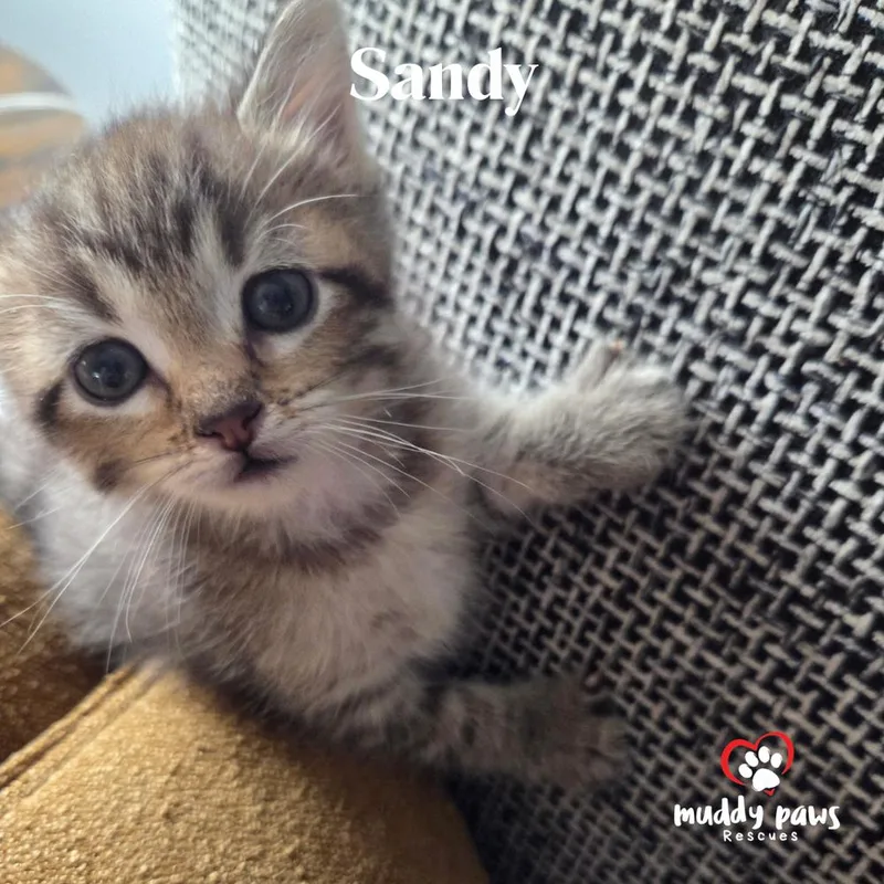 A baby small-sized female Domestic Short Hair cat named Spongebob Litter:  Sandy for adoption in Council Bluffs, IA