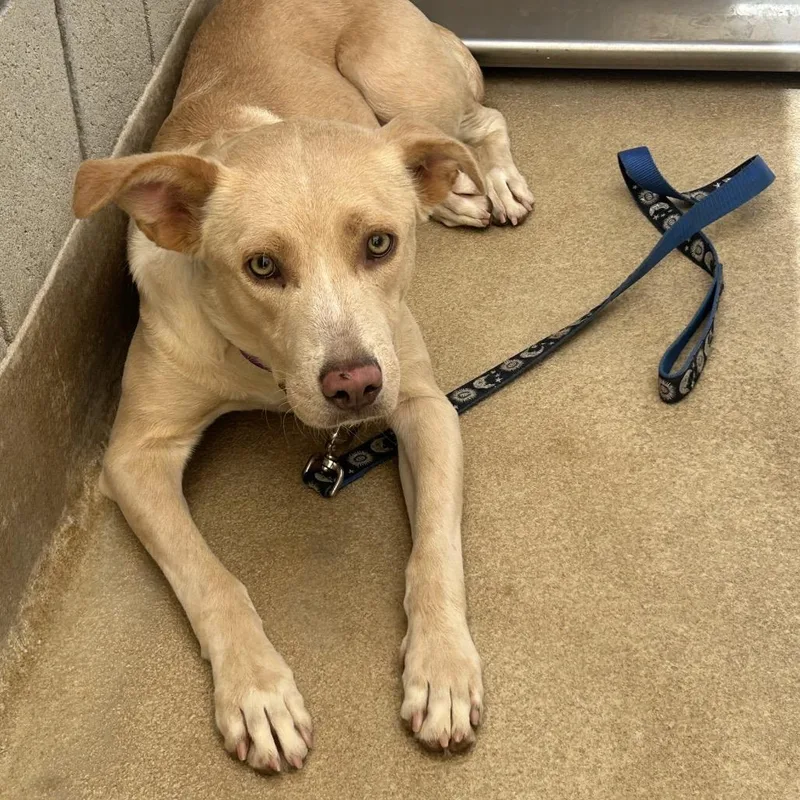 An adult medium-sized female Yellow / Tan / Blond / Fawn Mixed Breed dog named Nellie for adoption in Palm Springs, CA