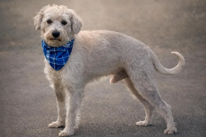 Draco  The Sweetest thumbnail 2