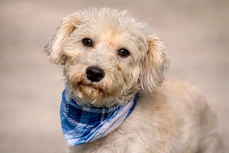 Draco  The Sweetest thumbnail 3