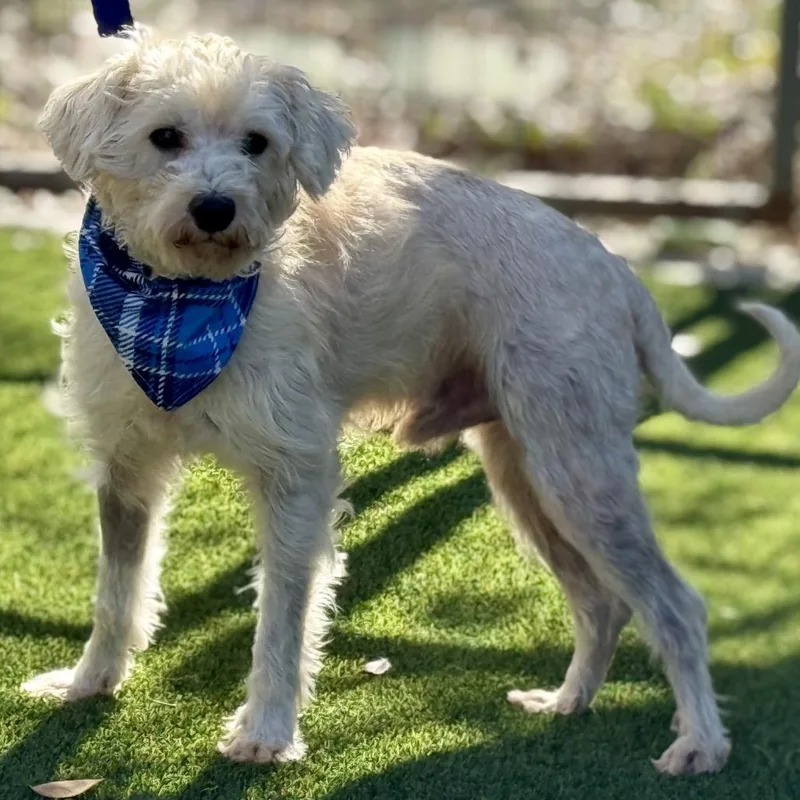 Draco  The Sweetest thumbnail 4