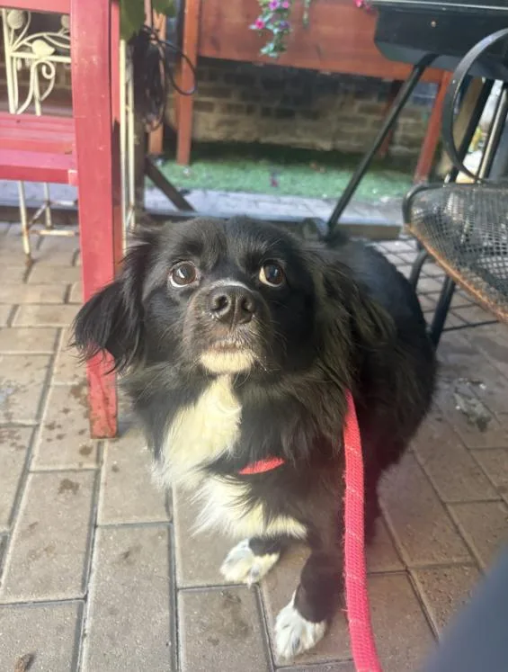 A young small-sized male Black Tibetan Spaniel dog named Jeremy for adoption in Chicago, IL