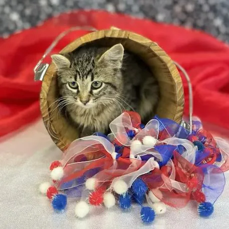 A baby small-sized female Brown / Chocolate Domestic Medium Hair cat named MatchaC for adoption in East Saint Louis, IL