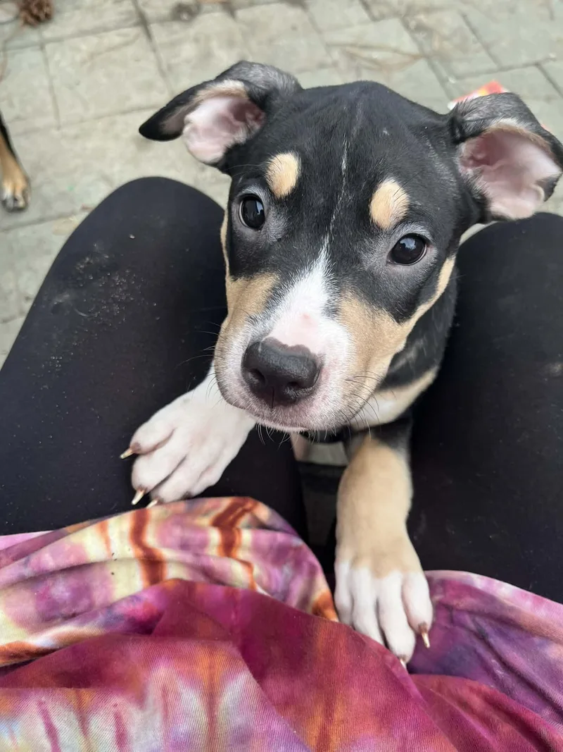 A baby medium-sized male Black Terrier dog named Stitch for adoption in Elyria, OH