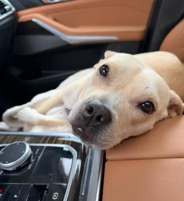 An adult medium-sized female American Staffordshire Terrier dog named Duchess for adoption in Zebulon, GA