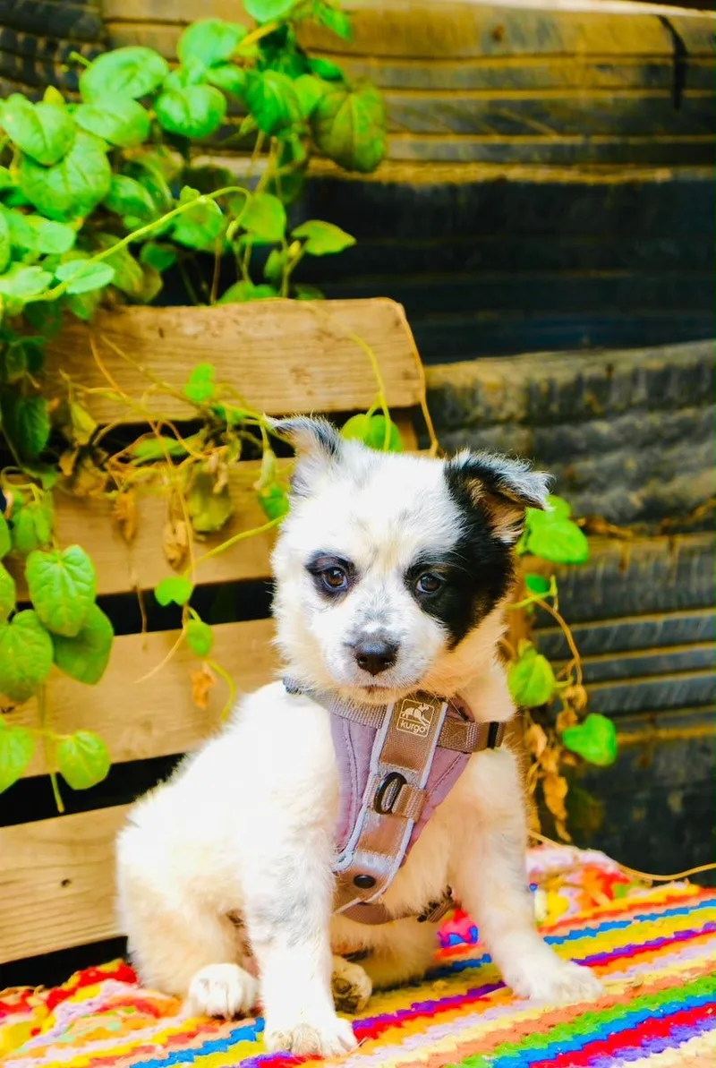 A baby medium-sized female Border Collie dog named Meadow for adoption in San Diego, CA