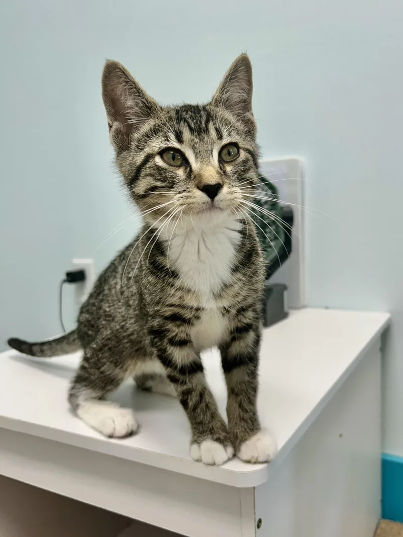 A baby medium-sized male Tabby (Gray / Blue / Silver) Tabby cat named Fred for adoption in Grand Rapids, MI