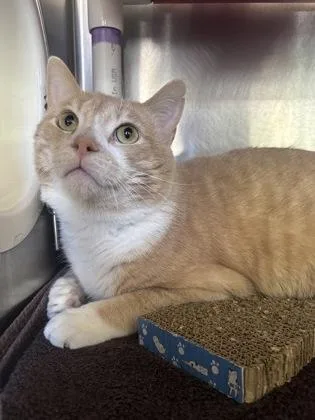An adult medium-sized male Domestic Short Hair cat named Dune for adoption in Cincinnati, OH