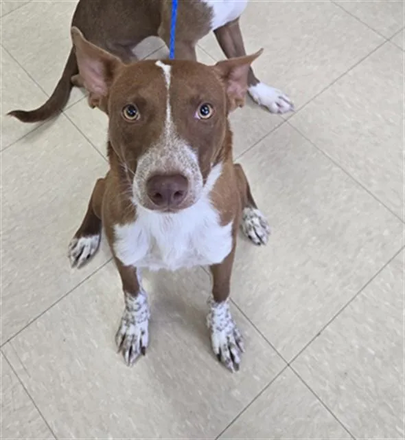 A young medium-sized male Australian Cattle Dog / Blue Heeler dog named Rascal Flatts for adoption in Killeen, TX