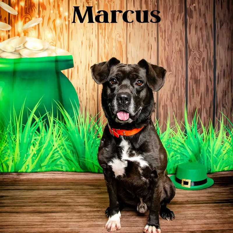 A senior medium-sized male Shepherd dog named Marcus for adoption in Oak Ridge, TN