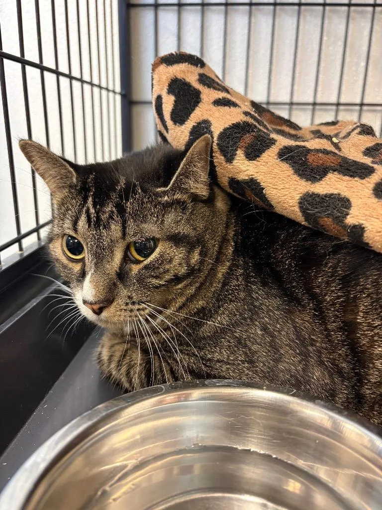 An adult medium-sized female Domestic Short Hair cat named Sariah for adoption in Rock Springs, WY