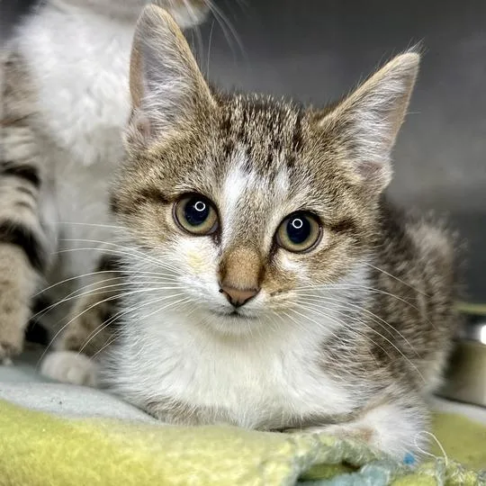 A baby small-sized male Brown / Chocolate Domestic Short Hair cat named Chase for adoption in Matteson, IL