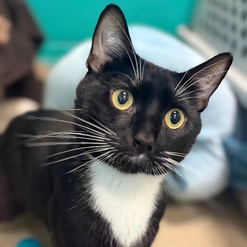 An adult medium-sized male White Domestic Short Hair cat named Twister for adoption in Fredericksburg, VA