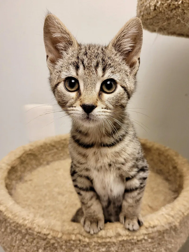 A baby medium-sized male Domestic Short Hair cat named CAT Marley for adoption in GILBERTS, IL