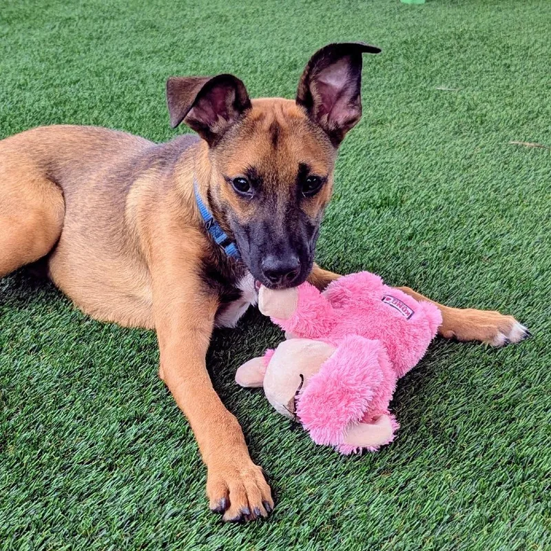 A baby medium-sized male Red / Chestnut / Orange Shepherd dog named Arlo for adoption in Bradenton, FL