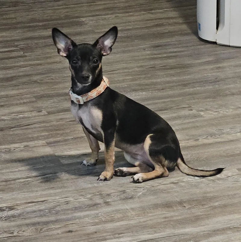 An adult small-sized female Chihuahua dog named Dolly for adoption in Springfield, MO