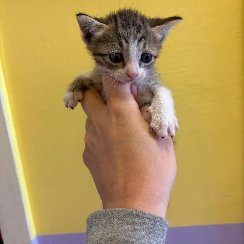 A baby small-sized female Brown / Chocolate Domestic Short Hair cat named Lana for adoption in Webster, TX