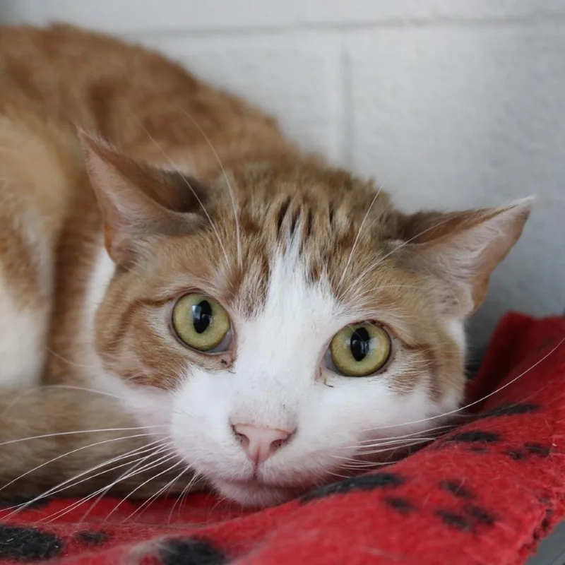 An adult medium-sized male Orange / Red Domestic Short Hair cat named Tucker for adoption in Rocky Mount, VA