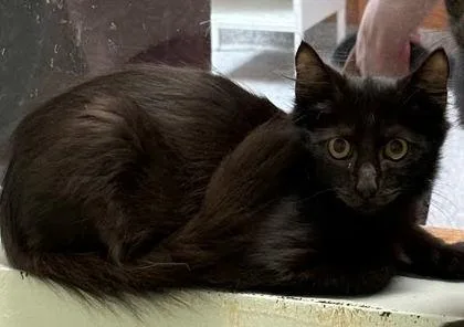 Vader