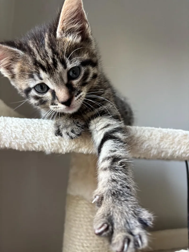 A baby medium-sized female Domestic Short Hair cat named Saturn for adoption in Chicago, IL