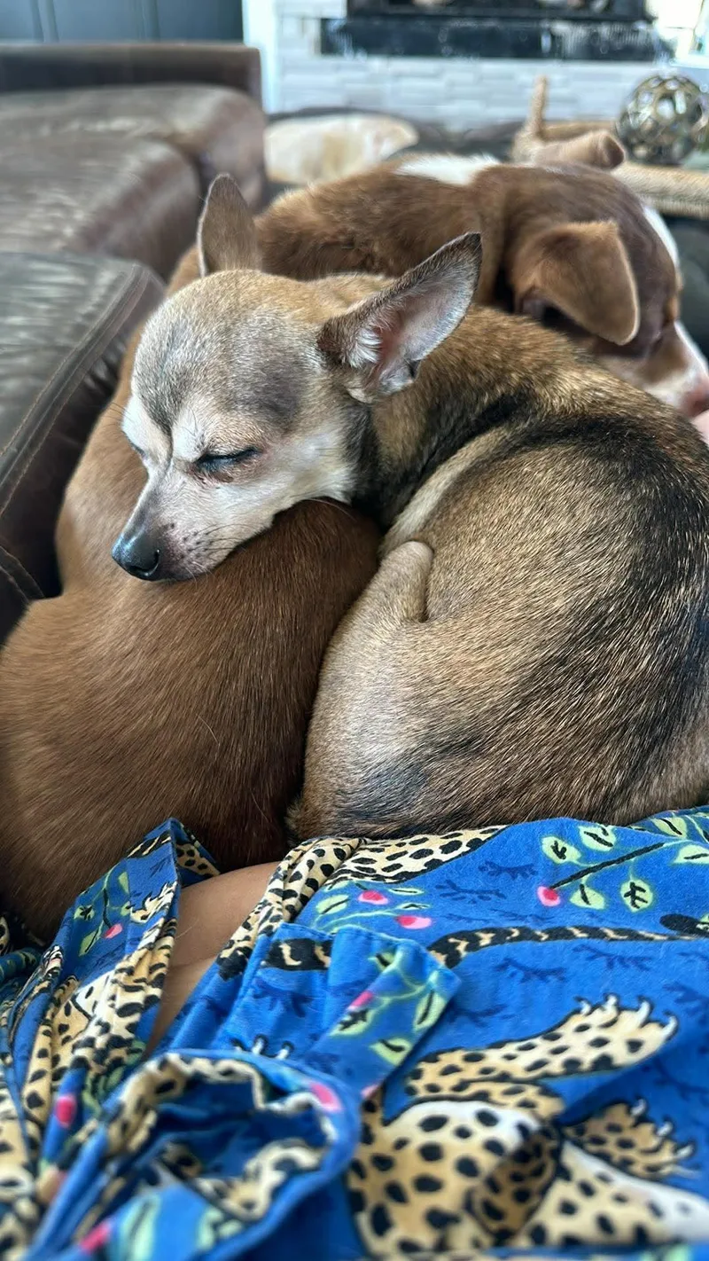 An adult small-sized male Tricolor (Brown, Black, & White) Chihuahua dog named Bandit for adoption in San Antonio, TX