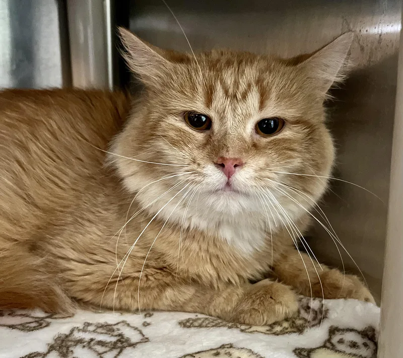 An adult medium-sized male Tabby (Orange / Red) Domestic Medium Hair cat named Gooseberry for adoption in Seville, OH