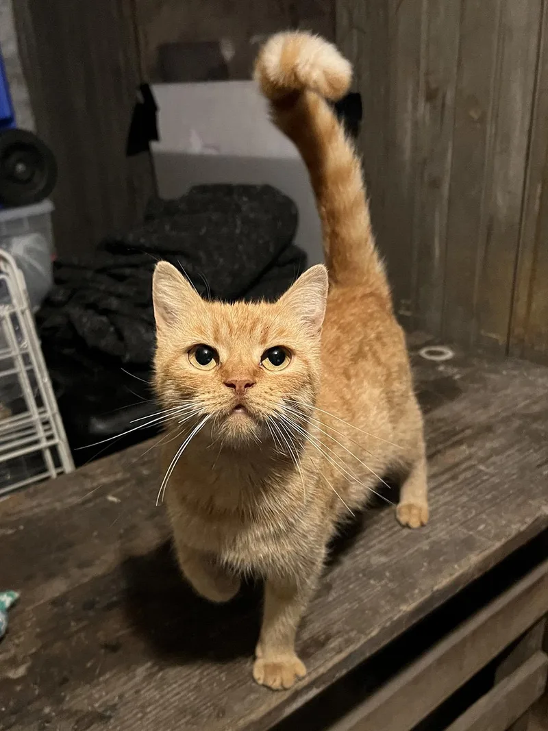 A young medium-sized female Orange & White Domestic Short Hair cat named Talula Florence for adoption in Philadelphia, PA