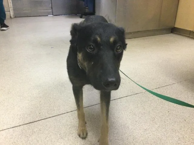A young medium-sized female German Shepherd Dog dog named Brooke for adoption in Riverside, CA