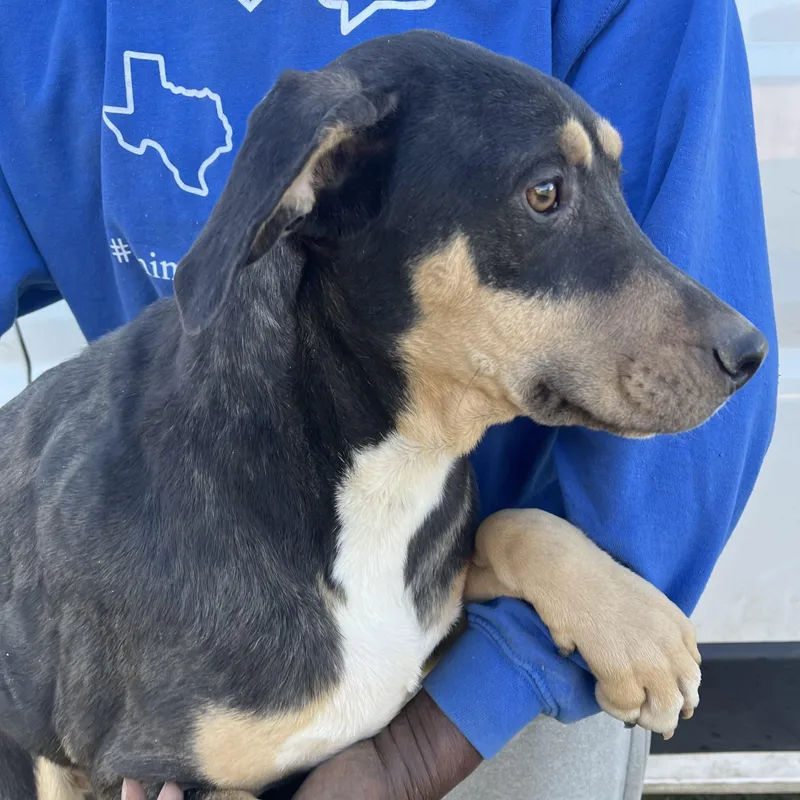 Waffle  Local April thumbnail 2