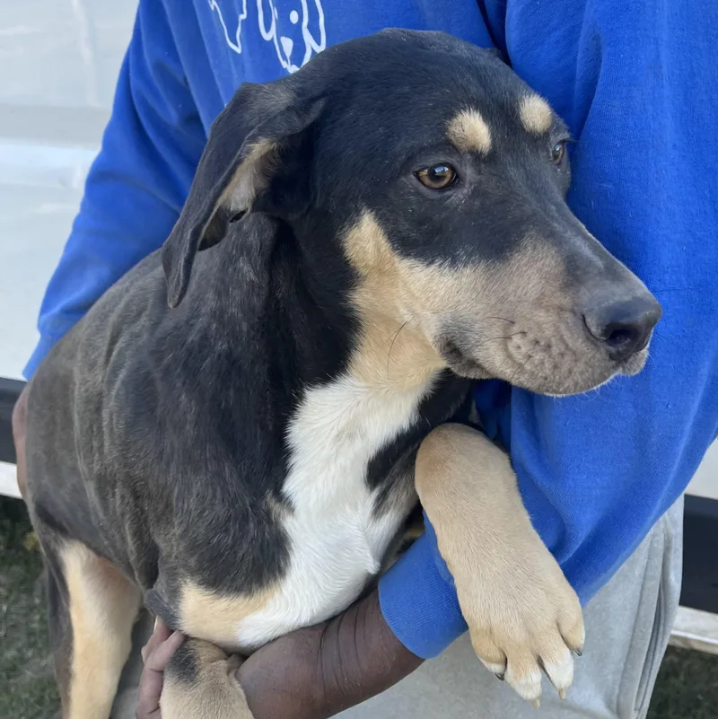 Waffle  Local April thumbnail 3