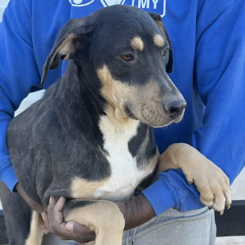 Waffle  Local April thumbnail 4