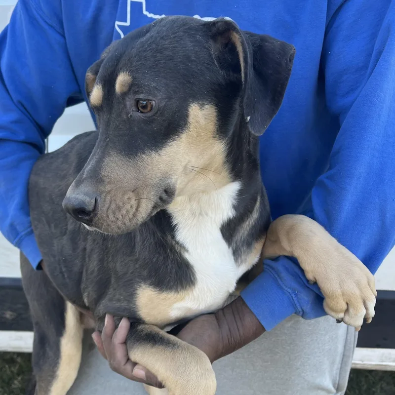 Waffle  Local April thumbnail 5