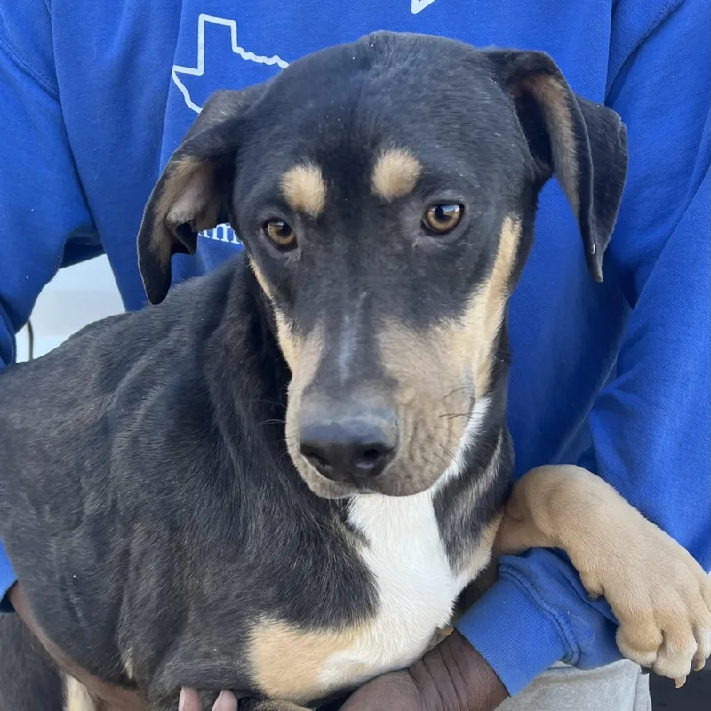 Waffle  Local April thumbnail 6